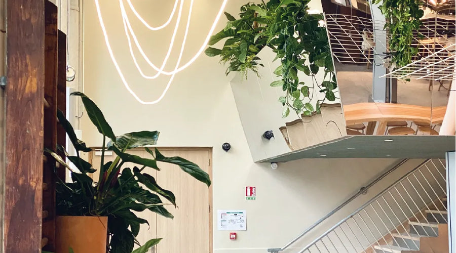 POUSSE est également présent à Lyon et y a végétalisé le nouveau Pilo hôtel du groupe Hirundi