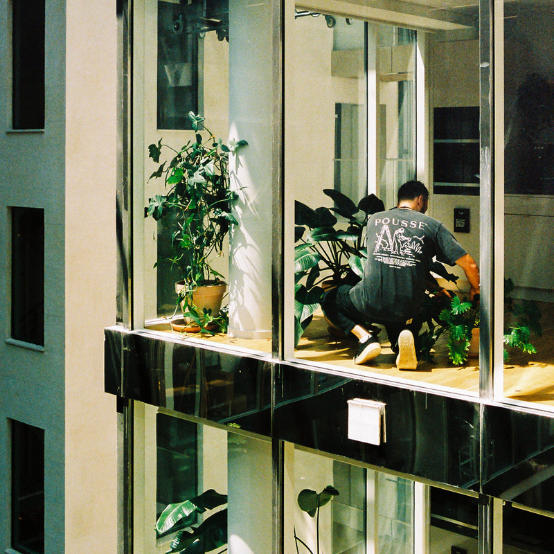 Entretien plante verte bureau entreprise Paris