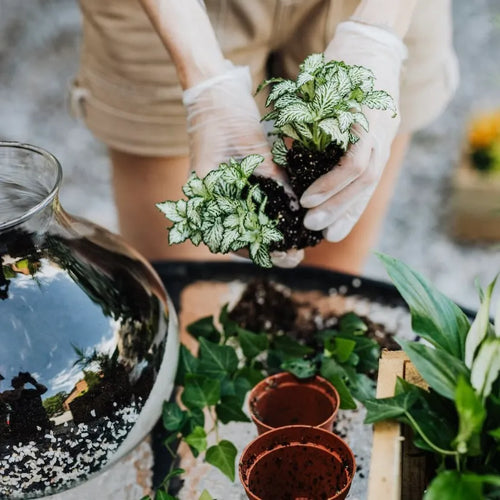 POUSSE organise et anime des ateliers terrariums