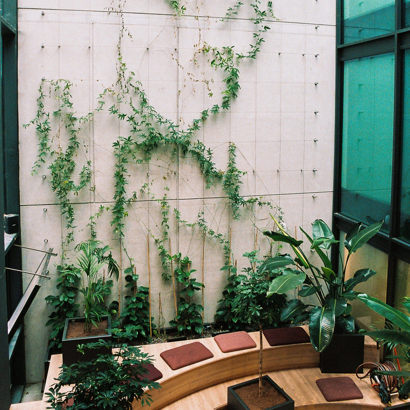 plante grimpante mur bureau