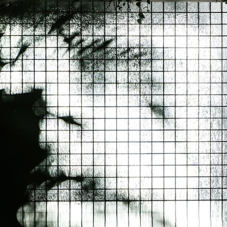 installation vegetale pousse plante 