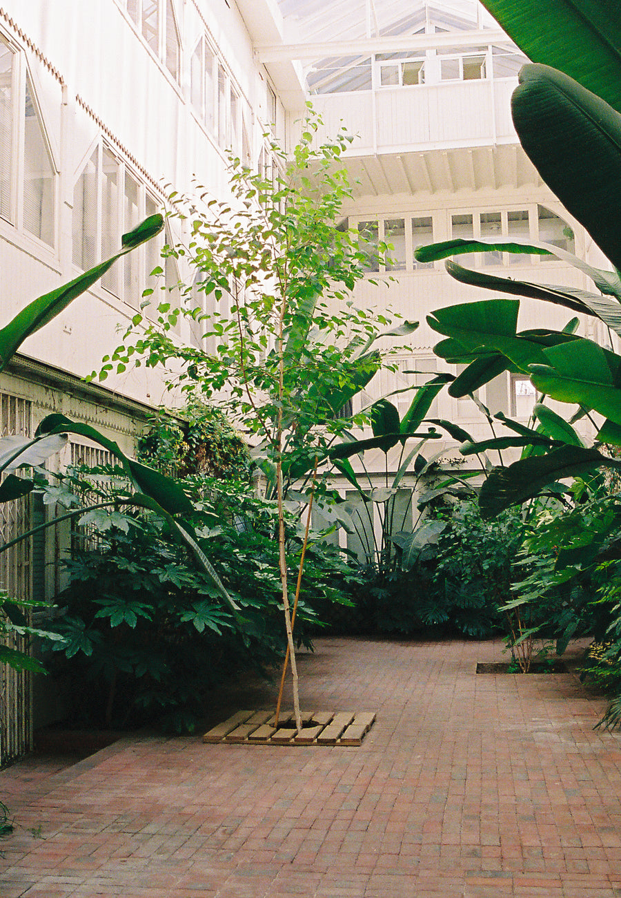 contrat entretien copro plante