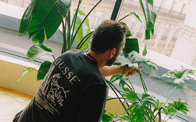 agence vegetale abonnement plante et pot