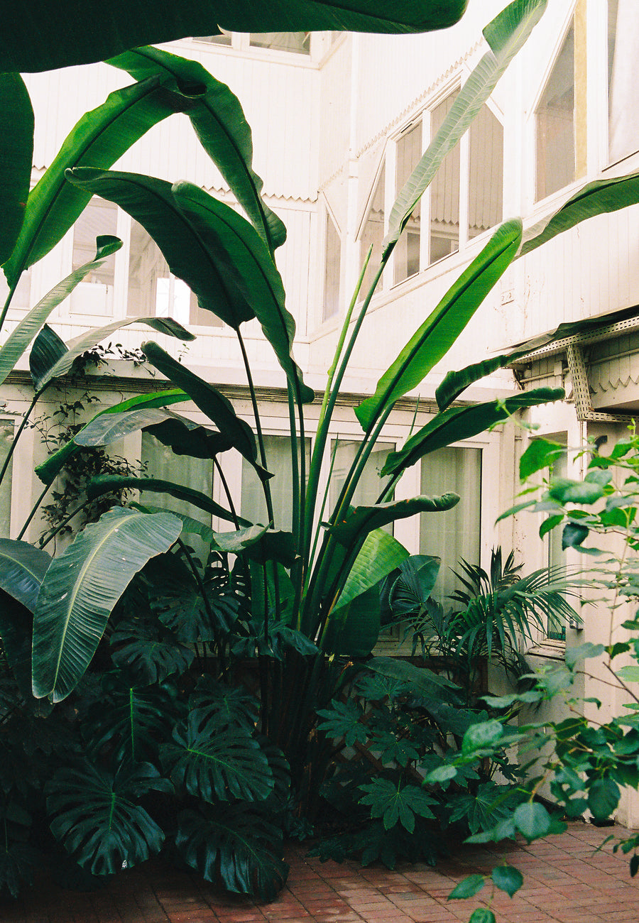 contrat entretien corpro vegetalisée