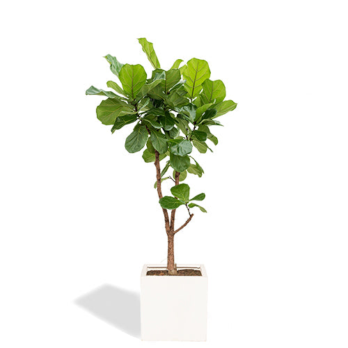 Melchior Arbre Ficus Lyrata 140/160cm Pot Cube Gris Mat