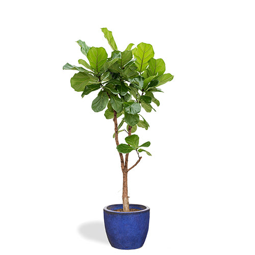 Melchior Arbre Ficus Lyrata 140/160cm Pot Bleu Majorelle