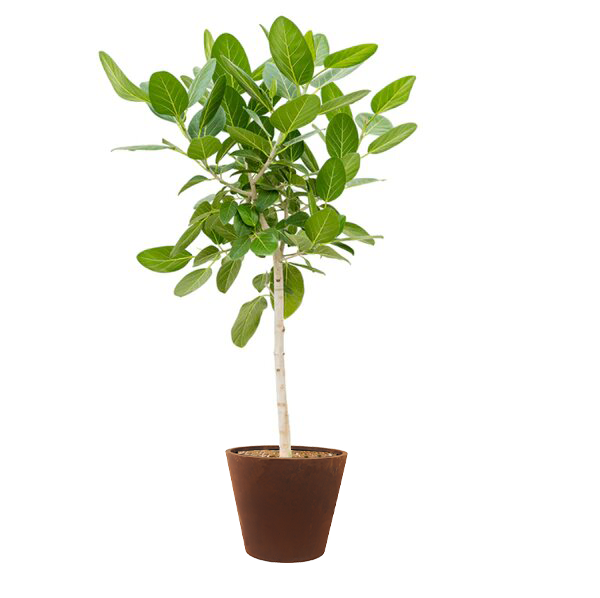 AUDREY- Ficus benghalensis 120/140cm
