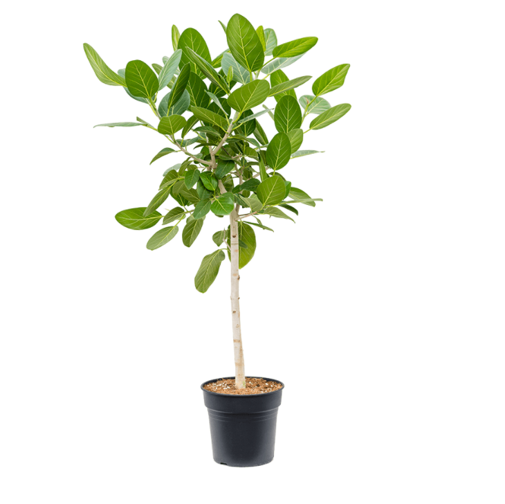 AUDREY- Ficus benghalensis 120/140cm