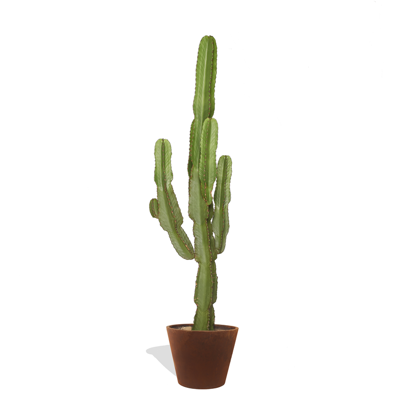 ALEJANDRO - Grand Cactus Euphorbe Ingens 140/160cm