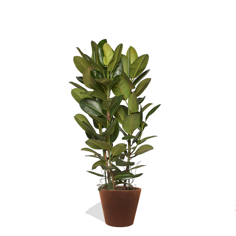 ARTHUR - Ficus Elastica Robusta 130/150cm