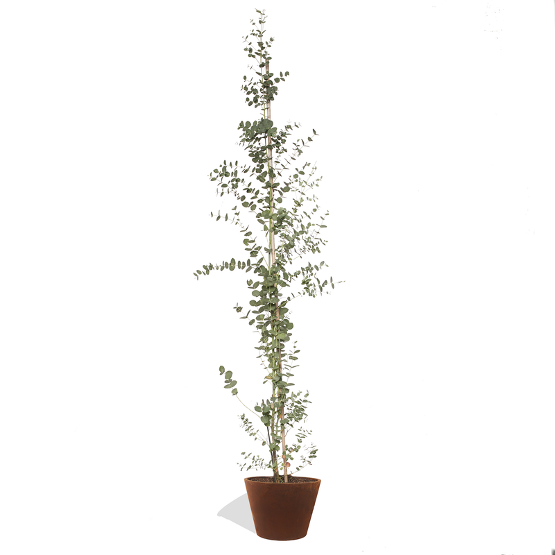 MIREILLE - Eucalyptus 160/180cm
