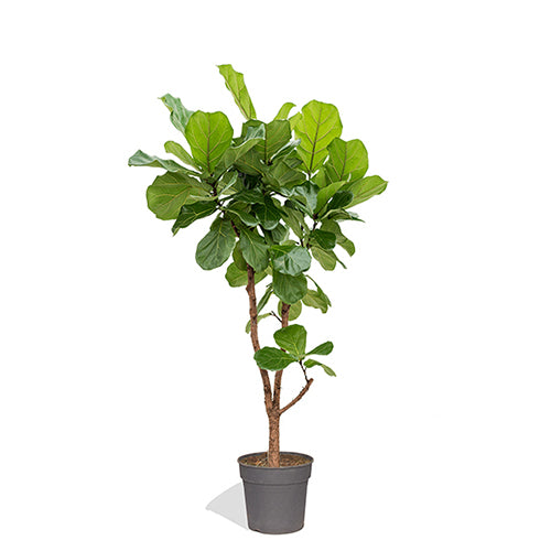 MELCHIOR- Arbre Ficus Lyrata 140/160cm