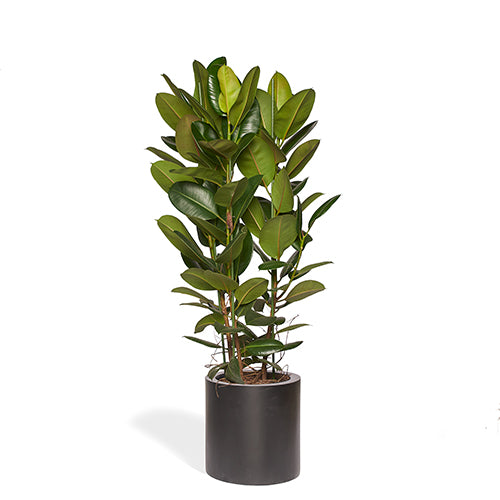 ARTHUR - Ficus Elastica Robusta 160/180cm Pot Cylindre Noir Mat 40cm
