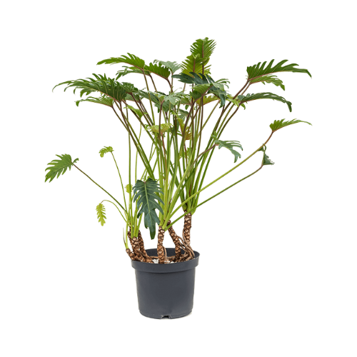 AMANDINE - Philodendron Xanadu 90/110cm Pot de culture
