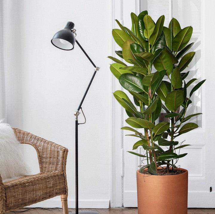 ARTHUR - Ficus Elastica Robusta 160/180cm En Appartement