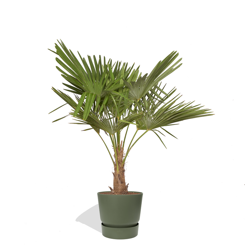 CELESTIN - Trachycarpus 110/130cm