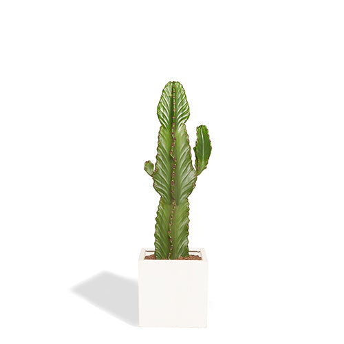 Alejandro Cactus Euphorbe Ingens 80-100cm Pot Blanc Noir Mat 30cm