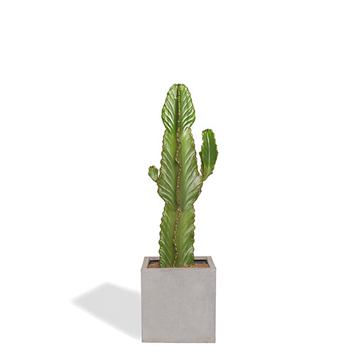 Alejandro Cactus Euphorbe Ingens 80-100cm Pot Cube Gris Mat 30cm