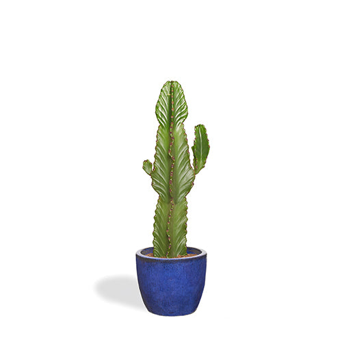 Alejandro Cactus Euphorbe Ingens 80-100cm Pot Majorelle 30cm
