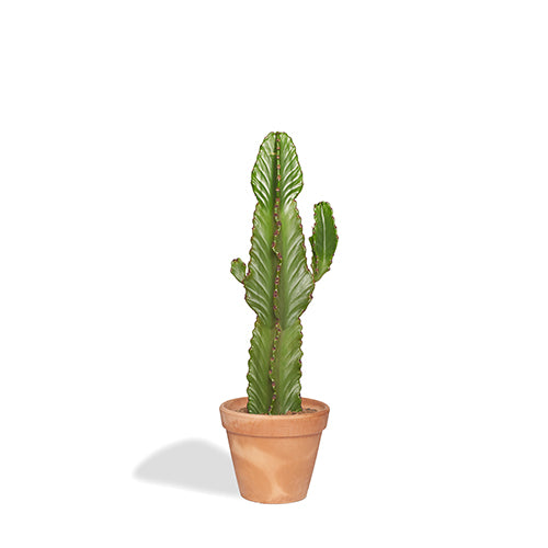 Alejandro Cactus Euphorbe Ingens 80-100cm Pot Terracota 30cm