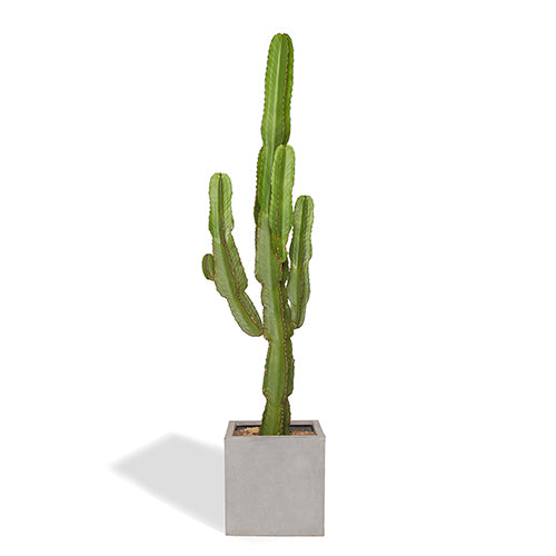 Alejandro Cactus Euphorbe Ingens 140/160cm Pot Cube Gris Mat 40cm