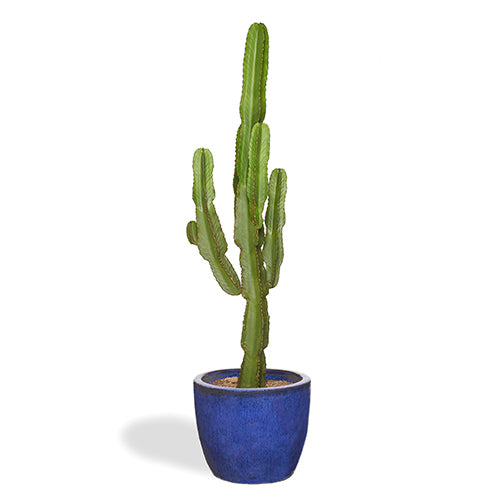 Alejandro Cactus Euphorbe Ingens 140/160cm Pot Majorelle 43cm
