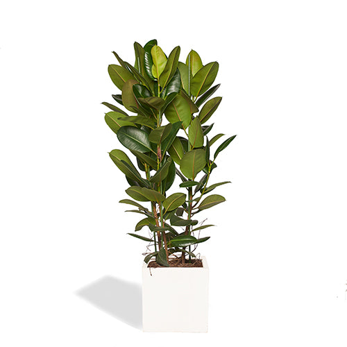 ARTHUR - Ficus Elastica Robusta 120/140cm Pot Cube Blanc Mat 30cm