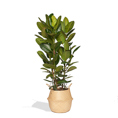 ARTHUR - Ficus Elastica Robusta 160/180cm Panier 38cm