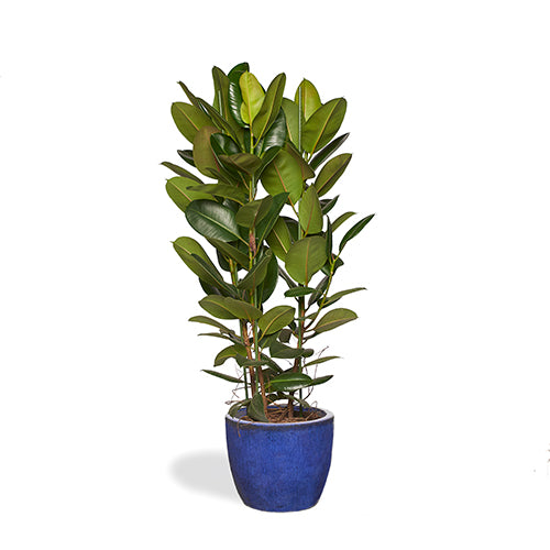 ARTHUR - Ficus Elastica Robusta 160/180cm Pot Majorelle 43cm