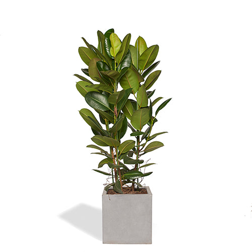 ARTHUR - Ficus Elastica Robusta 160/180cm Pot Cube Gris Mat 40cm