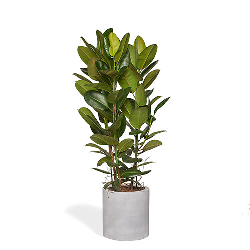 ARTHUR - Ficus Elastica Robusta 160/180cm Pot Cylindre Gris Mat 40cm