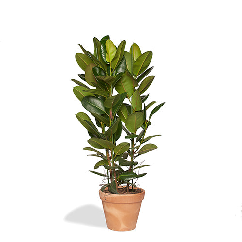 ARTHUR - Ficus Elastica Robusta 120/140cm Pot Terracote 30cm