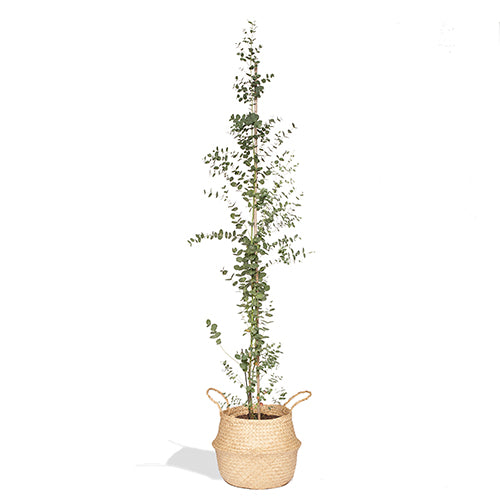 Mireille Eucalyptus 120/140cm Cache Pot Panier Osier
