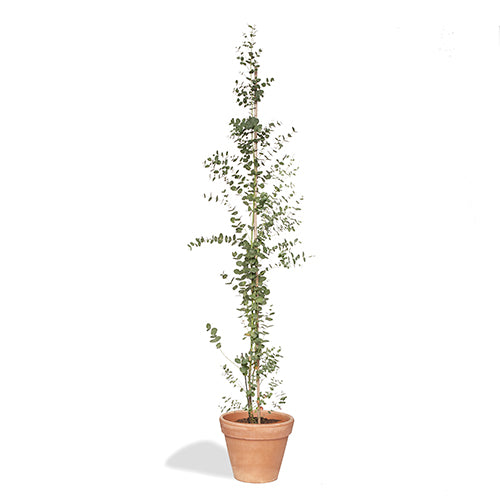 Mireille Eucalyptus 120/140cm Pot Terracotta