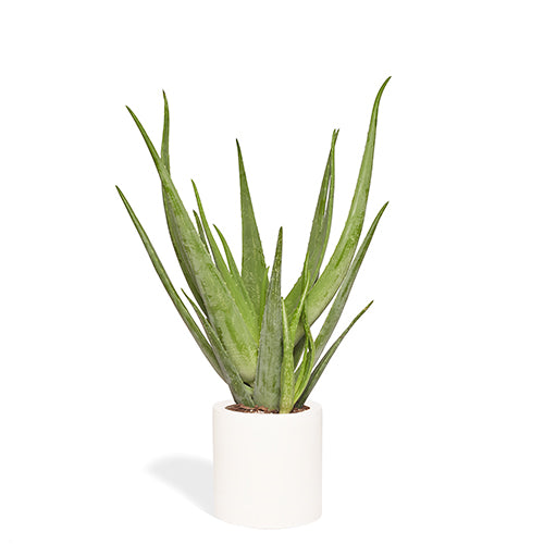 Mina Aloe Vera 60/80cm Pot Cylindre Blanc Mat