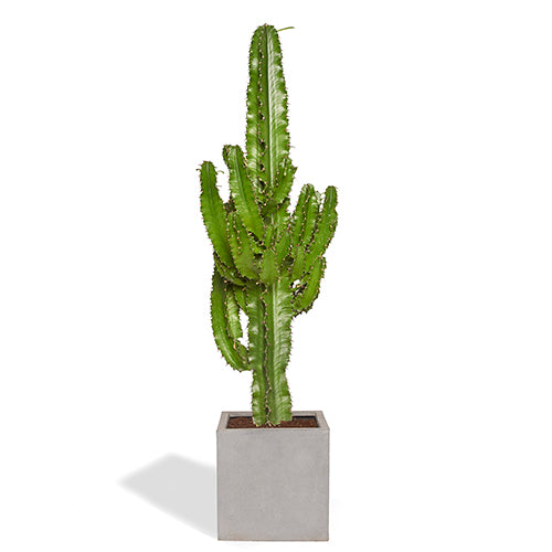 Sergio Cactus euphorbe 80/100cm Pot Cube Gris Mat