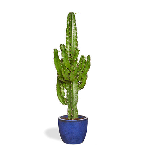 Sergio Cactus euphorbe 80/100cm Pot Bleu Majorelle