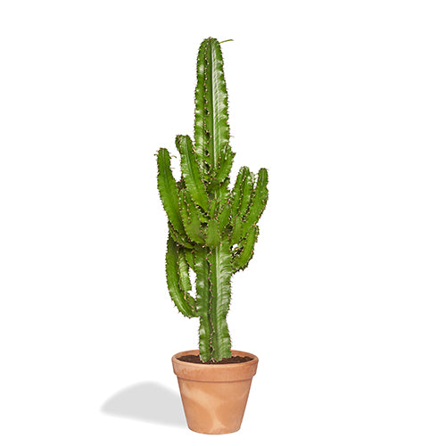 Sergio Cactus euphorbe 100/120cm Pot Terracotta