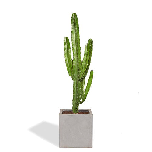 Sergio Grand Cactus euphorbe 150/170cm Pot Cube Gris Mat