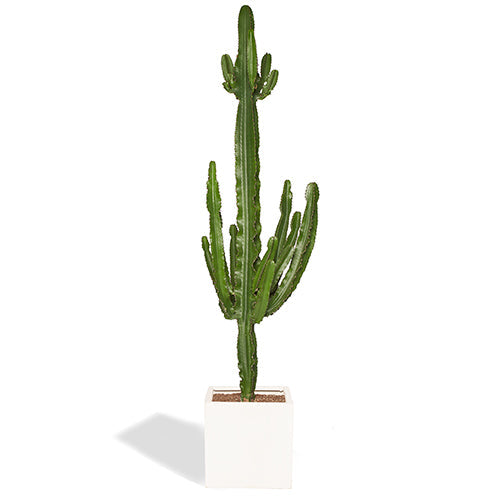 Senor Sergio Grand Cactus Euphorbe 180/200cm Pot Cube Blanc Mat