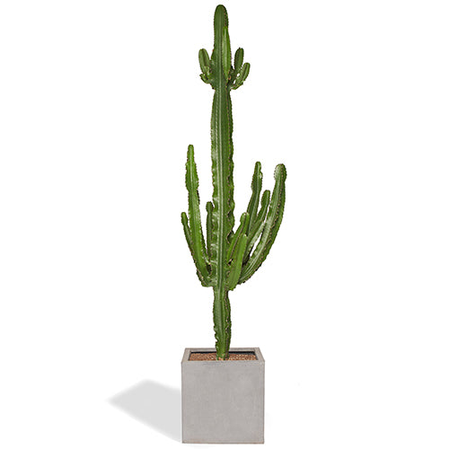 Senor Sergio Grand Cactus Euphorbe 180/200cm Pot Cube Gris Mat