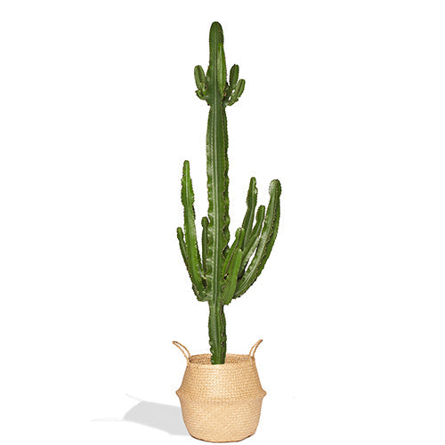 Senor Sergio Grand Cactus Euphorbe 180/200cm Cache Pot Panier Osier