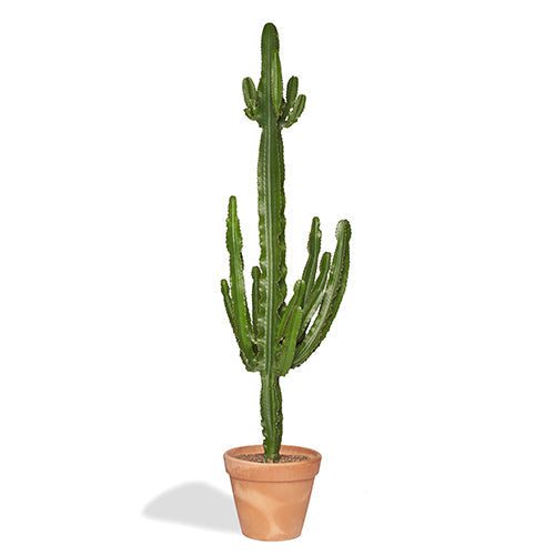 Senor Sergio Grand Cactus Euphorbe 180/200cm Pot Terracotta