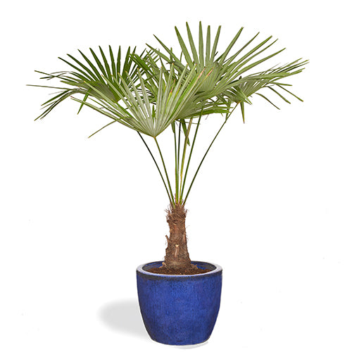 Celestin Trachycarpus 150/170cm Pot Bleu Majorelle