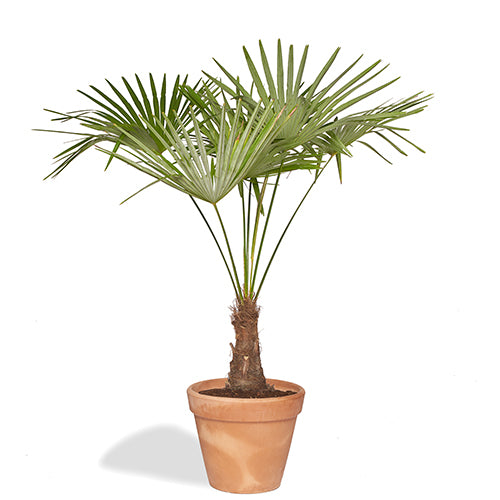 Célestin Trachycarpus 150/170cm Pot Terracotta 40cm