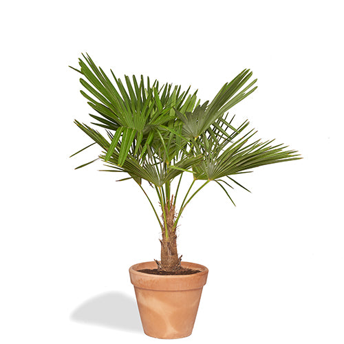 Célestin Trachycarpus 110/130cm Pot Terracotta 30cm
