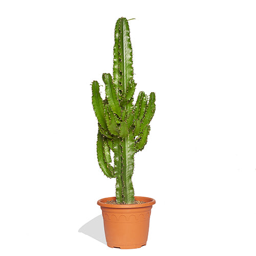 Sergio Cactus euphorbe 100/120cm Pot de culture