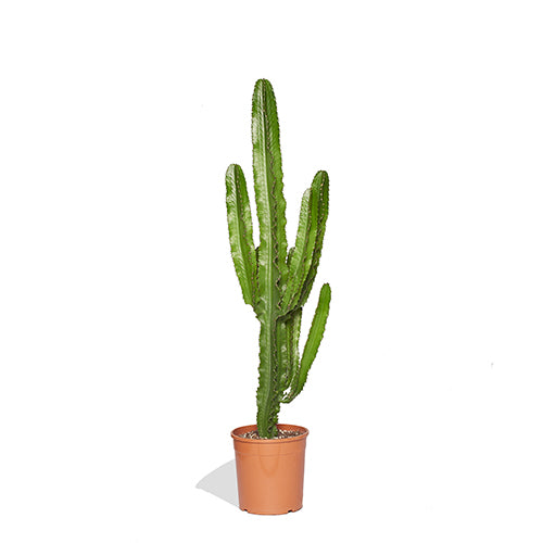 Sergio Grand Cactus euphorbe 150/170cm Pot de culture