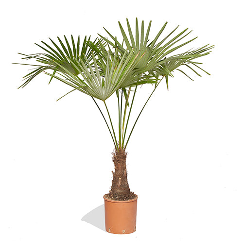 Célestin Trachycarpus 150/170cm Pot de culture 30cm