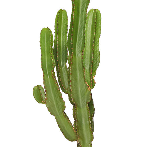 Alejandro Cactus Euphorbe Ingens 140/160cm Zoom branche
